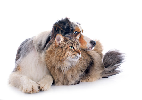 dog and cat in front of white background