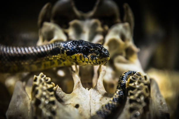 serpiente rey americano y cráneo antiguo - mojave rattlesnake fotografías e imágenes de stock