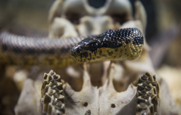 hermoso "kingsnake" americana mortal en el fondo del cráneo antiguo - mojave rattlesnake fotografías e imágenes de stock