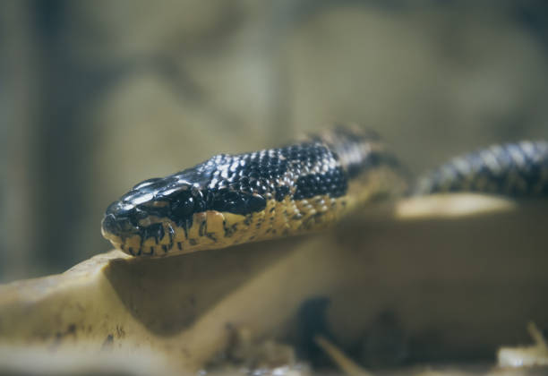 venenosa grande americano "kingsnake" y cráneo antiguo - mojave rattlesnake fotografías e imágenes de stock