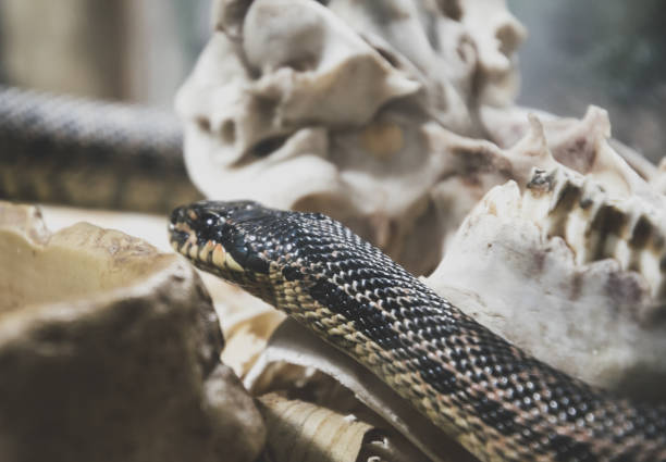 mortal "kingsnake" americano en el fondo del cráneo antiguo - mojave rattlesnake fotografías e imágenes de stock