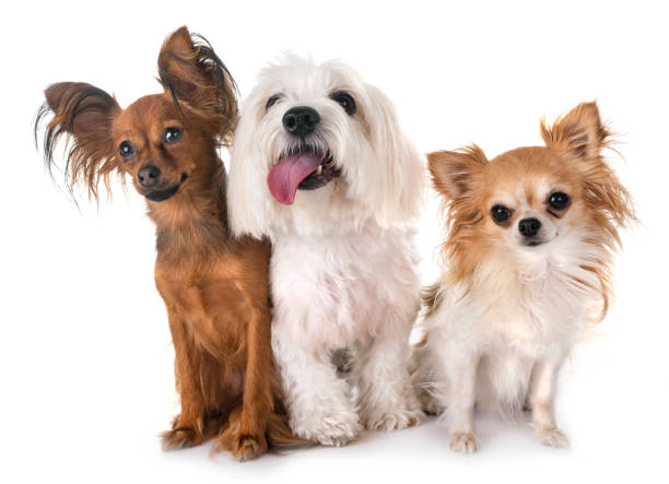 little dogs little dogs in front of white background russkiy toy stock pictures, royalty-free photos & images