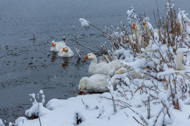 istock Geese on the pond in winter. 1031304010
