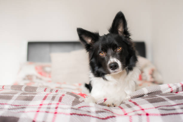 istock Black and White Border Collie Relaxing on Bed 1031305912