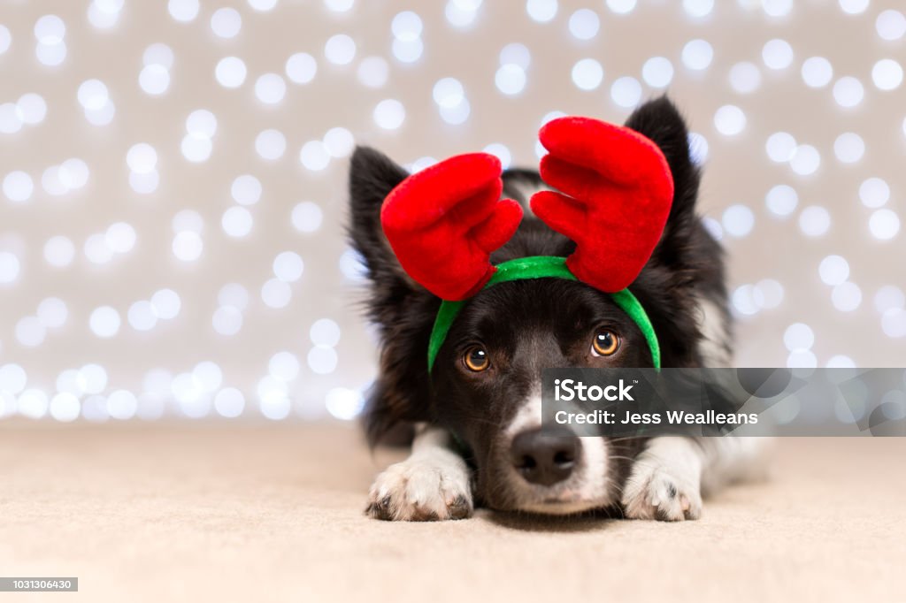 Black and White Border Collie Dressed Up for Christmas Black and White Border Collie with Antlers and Fairy Light Bokeh Christmas Stock Photo