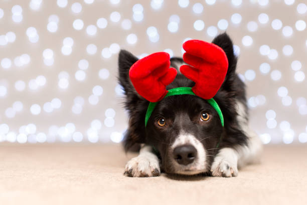 Black and White Border Collie Dressed Up for Christmas Black and White Border Collie with Antlers and Fairy Light Bokeh antler photos stock pictures, royalty-free photos & images