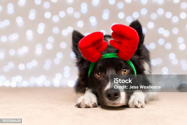 Black And White Border Collie Dressed Up For Christmas Stock Photo - Download Image Now