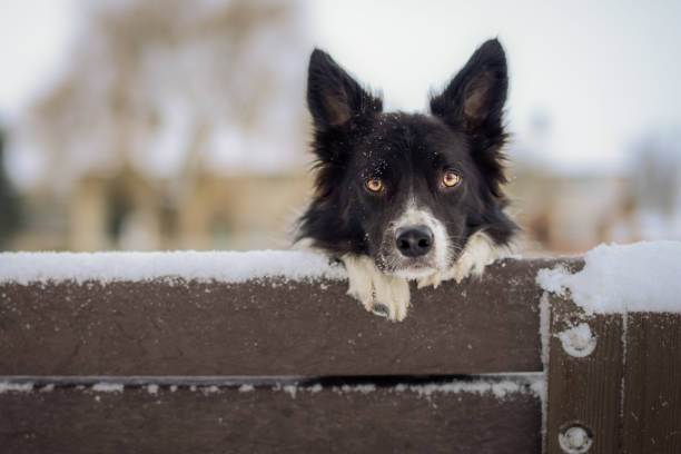 Black and White Border Collie Outdoor in Winter Countryside