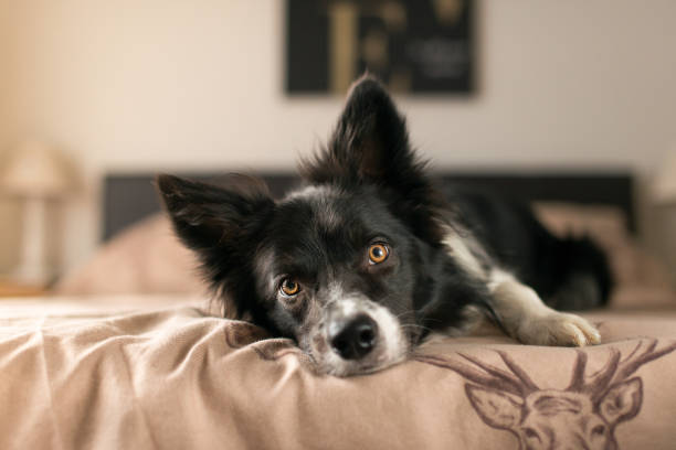 istock Black and White Border Collie Relaxing on Bed 1031306914