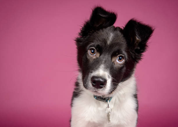 chiot border collie - dog rose photos et images de collection