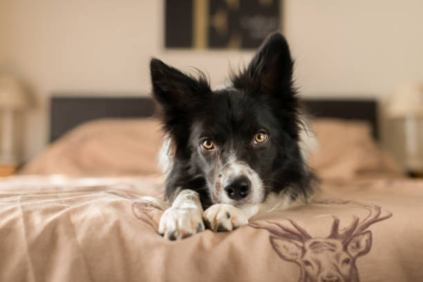 istock Black and White Border Collie Relaxing on Bed 1031307070