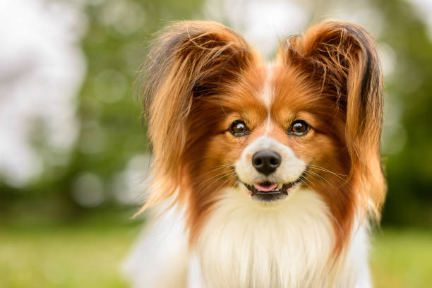 istock Red and White Papillon Dog in Grass Meadow 1031307360