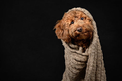 Cockerpoo Puppy Wrapped in Brown Blanket on Black Background