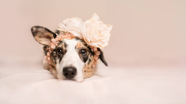 istock Dressed up Collie Cross Dog 1031307460