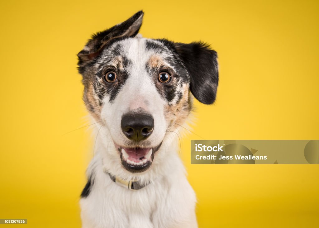 Happy Dog auf gelbem Hintergrund - Lizenzfrei Hund Stock-Foto