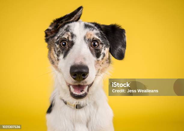 Happy Dog Auf Gelbem Hintergrund Stockfoto und mehr Bilder von Hund - Hund, Lächeln, Porträt