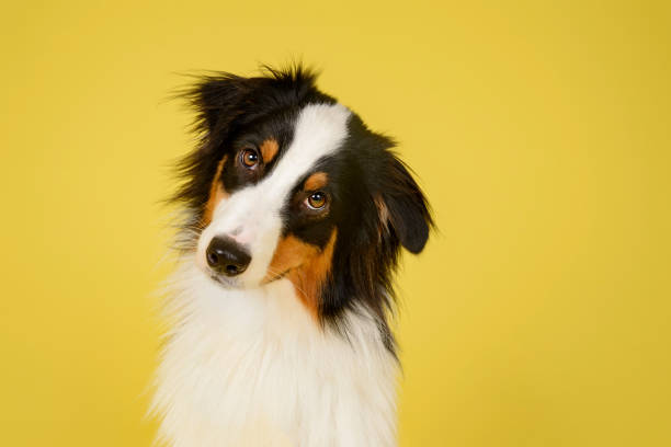 happy australian shepherd dog - dog mixed breed dog group of animals small imagens e fotografias de stock