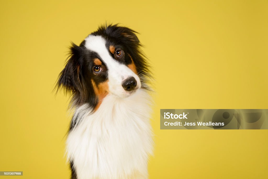 Happy Australian Shepherd Dog Happy Australian Shepherd Dog Portrait on Yellow Studio Background Dog Stock Photo