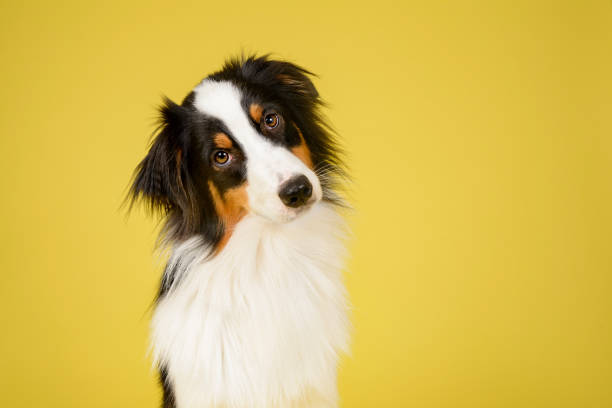 Happy Australian Shepherd Dog Happy Australian Shepherd Dog Portrait on Yellow Studio Background collie stock pictures, royalty-free photos & images