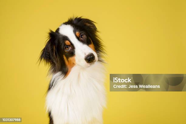 Foto de Cão De Pastor Australiano Feliz e mais fotos de stock de Cão - Cão, Animal de estimação, Fofo - Descrição Geral