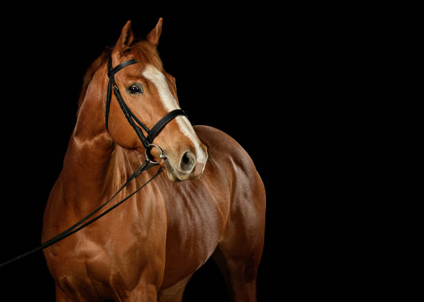 istock Low Key Horse Shot in Studio on Black Background 1031312386