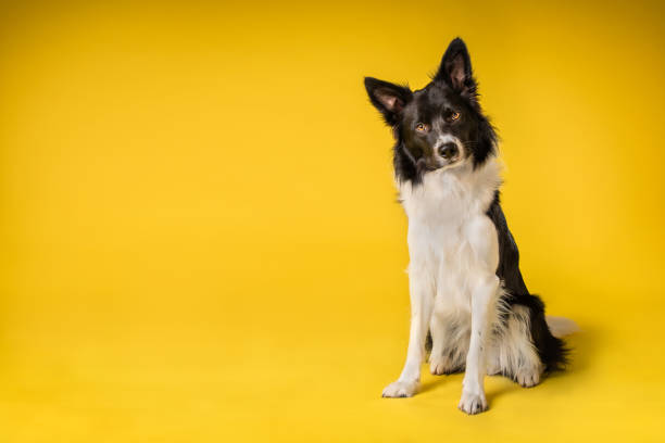 istock Happy Black and White Border Collie Dog 1031312848
