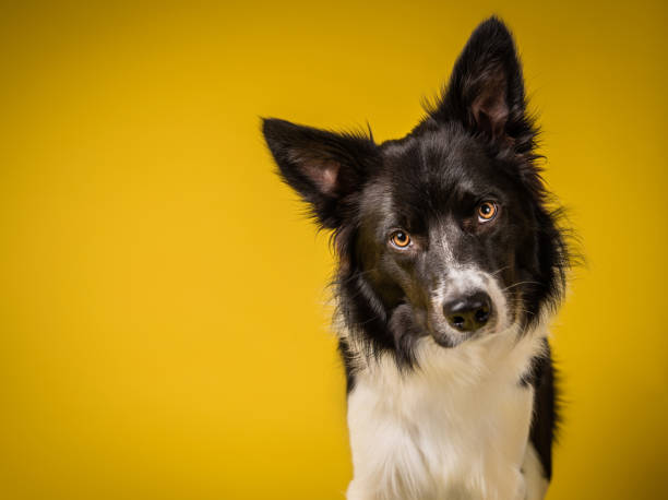 istock Happy Black and White Border Collie Dog 1031312852