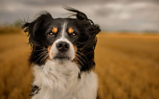 border collie in bianco e nero - sheepdog foto e immagini stock