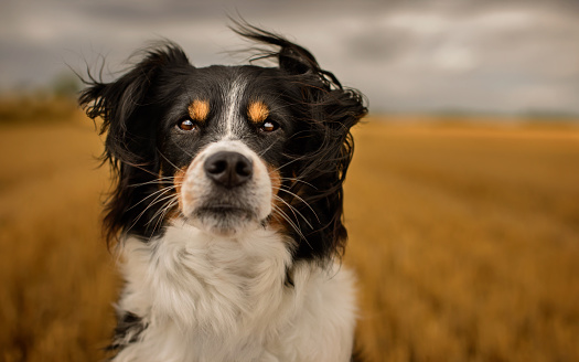 Black and White Border Collie Outdoor in Countryside