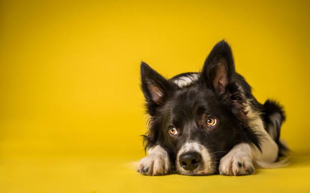 Happy Black and White Border Collie Dog Happy Black and White Border Collie Dog Portrait on Yellow Studio Background niche photos stock pictures, royalty-free photos & images