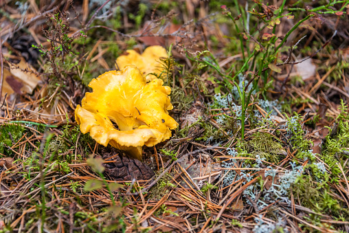 Wild Chanterelle Mushroom Growing in a Latvian Forest