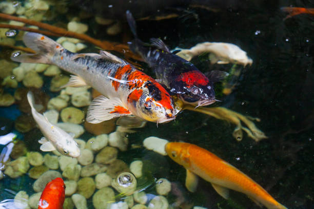 istock Large Koi carp swimming in water, top view 1031314168
