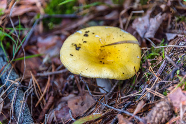 Wild Yellow Mushroom Growing in a Latvian Forest