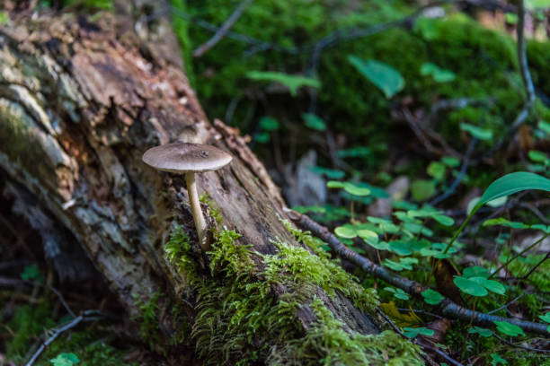 istock Wild Mushroom Growing in a Latvian Forest 1031317618