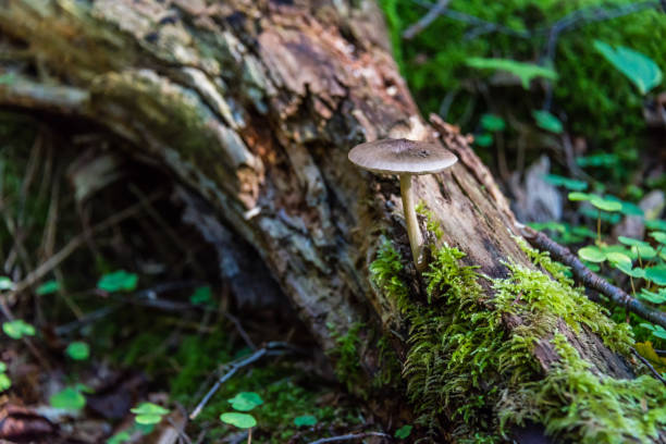 istock Wild Mushroom Growing in a Latvian Forest 1031317750