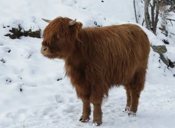 Highland cattle standing in snow. Picture taken in west of Norway