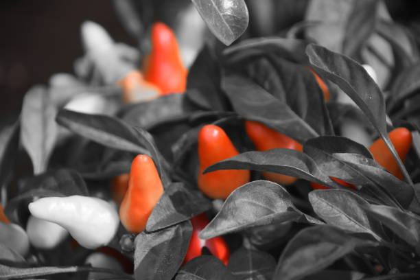 A plant of red pepper