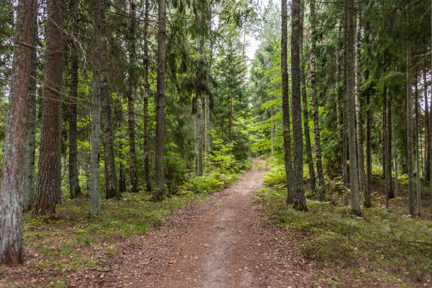 wanderweg auf einer alten straße in einem tiefen lettisch wald im sommer - 5412 stock-fotos und bilder