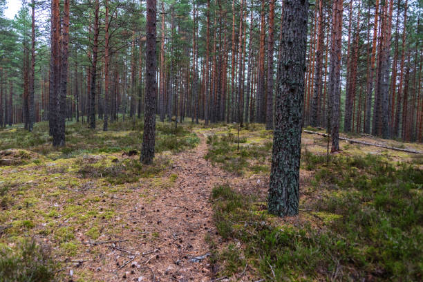 istock Hiking Trail on an Old Road in a Deep Latvian Forest in Summer 1031321682