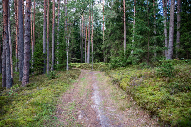 istock Hiking Trail on an Old Road in a Deep Latvian Forest in Summer 1031322008