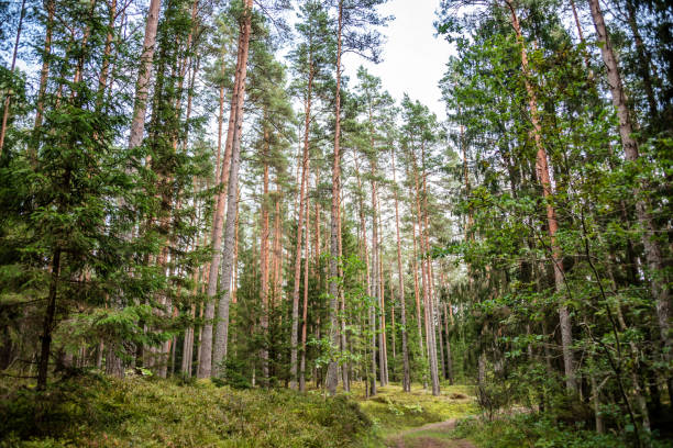 istock Hiking Trail on an Old Road in a Deep Latvian Forest in Summer 1031324350