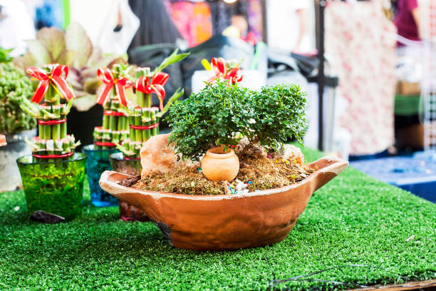 Wood table top and small tree, bonsai in outdoor with  blur swimming pool and beach chair background, summer vacation concepts.
