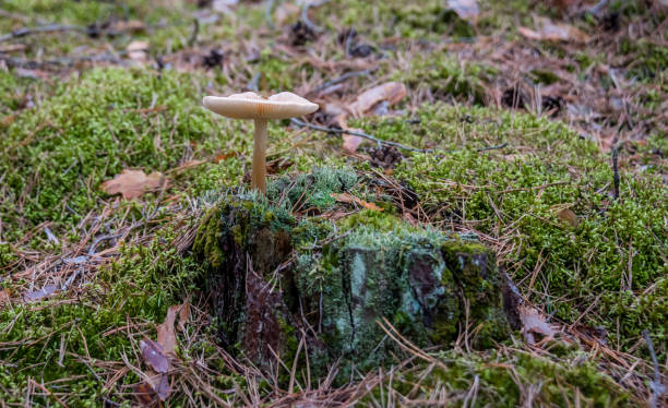 istock Wild Mushroom Growing in a tree stump in a Latvian Forest 1031324798