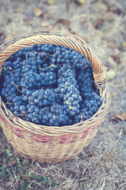 istock Dark grapes in a basket. Grape harvesting. 1031325452