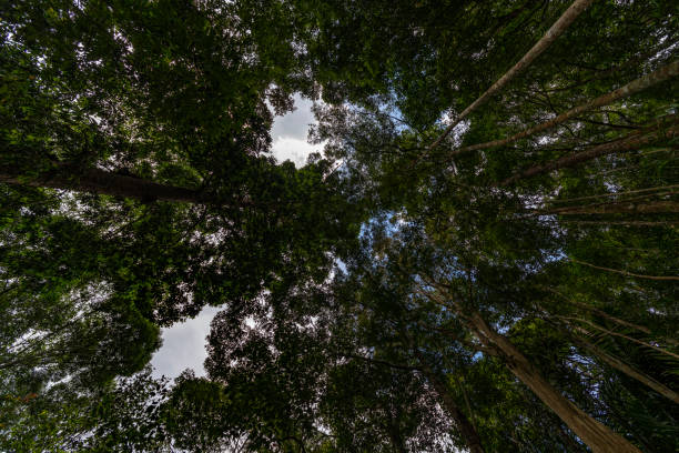 istock Deep and compact rain forest, primitive forest unchanged or modified by human in Malaysia 1031325940