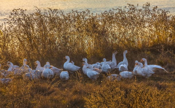 istock Geese on the pond at sunset. 1031326404