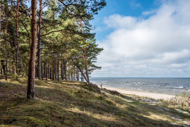 istock Forest Beach at the Baltic Sea Coast in Latvia 1031326448
