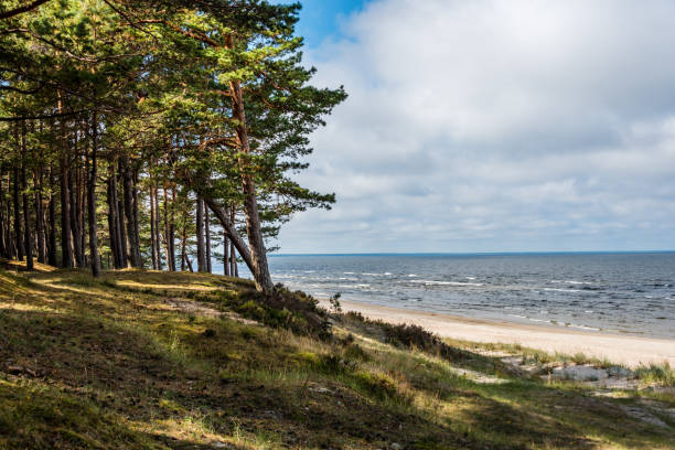 istock Forest Beach at the Baltic Sea Coast in Latvia 1031326480