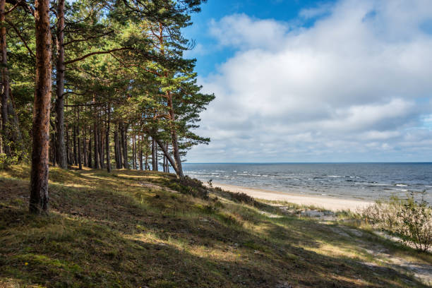 istock Forest Beach at the Baltic Sea Coast in Latvia 1031326518