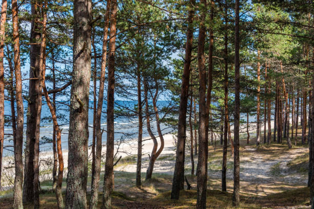 istock Forest Beach at the Baltic Sea Coast in Latvia 1031328174